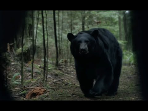 BACKCOUNTRY - BEAR ATTACK SCENE (2015)