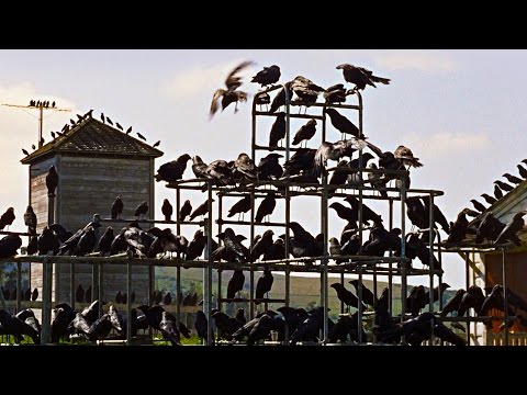 The Birds (1963) - Modern Trailer