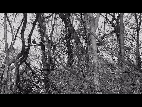 Un Chant d&#039;Amour. An Exquisite Corpse in Philadelphia.