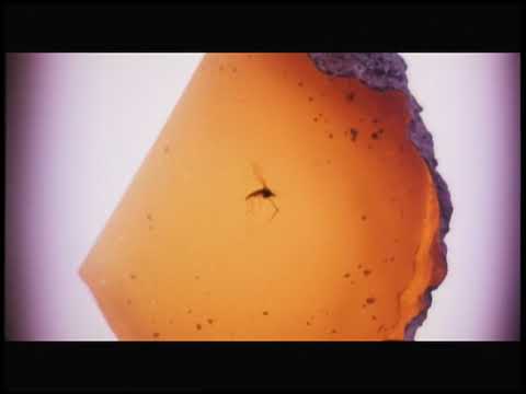 Jurassic Park (1993) Teaser Trailer